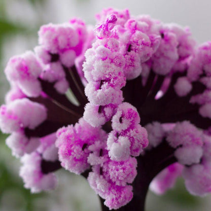 Magic Cherry Blossom Tree